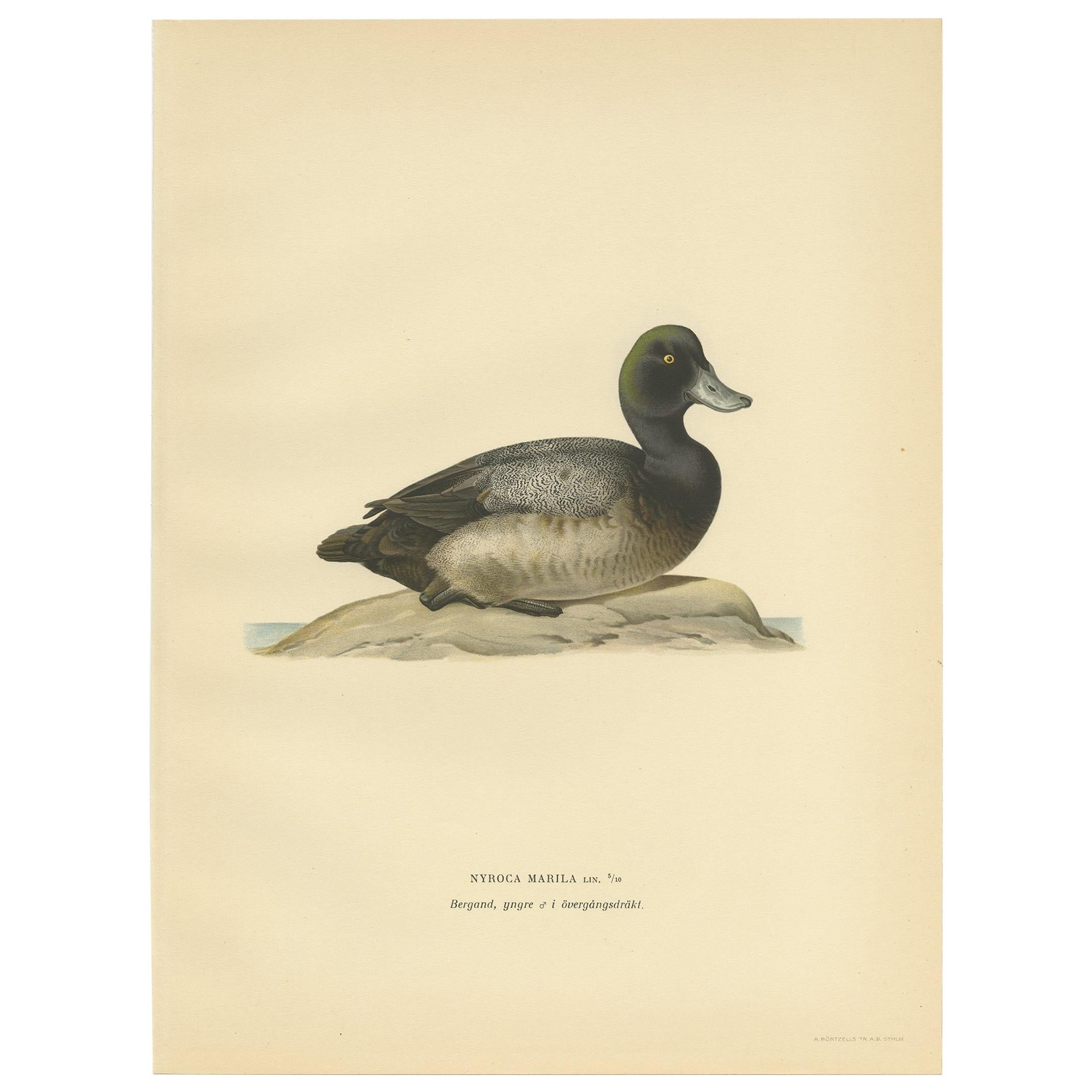 Antique Bird Print of a Young Greater Scaup by Von Wright, 1929 For Sale