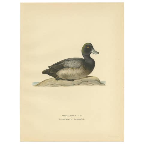 Antique Bird Print of a Young Greater Scaup by Von Wright, 1929