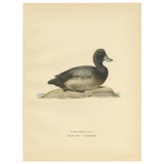 Antique Bird Print of a Young Greater Scaup by Von Wright, 1929