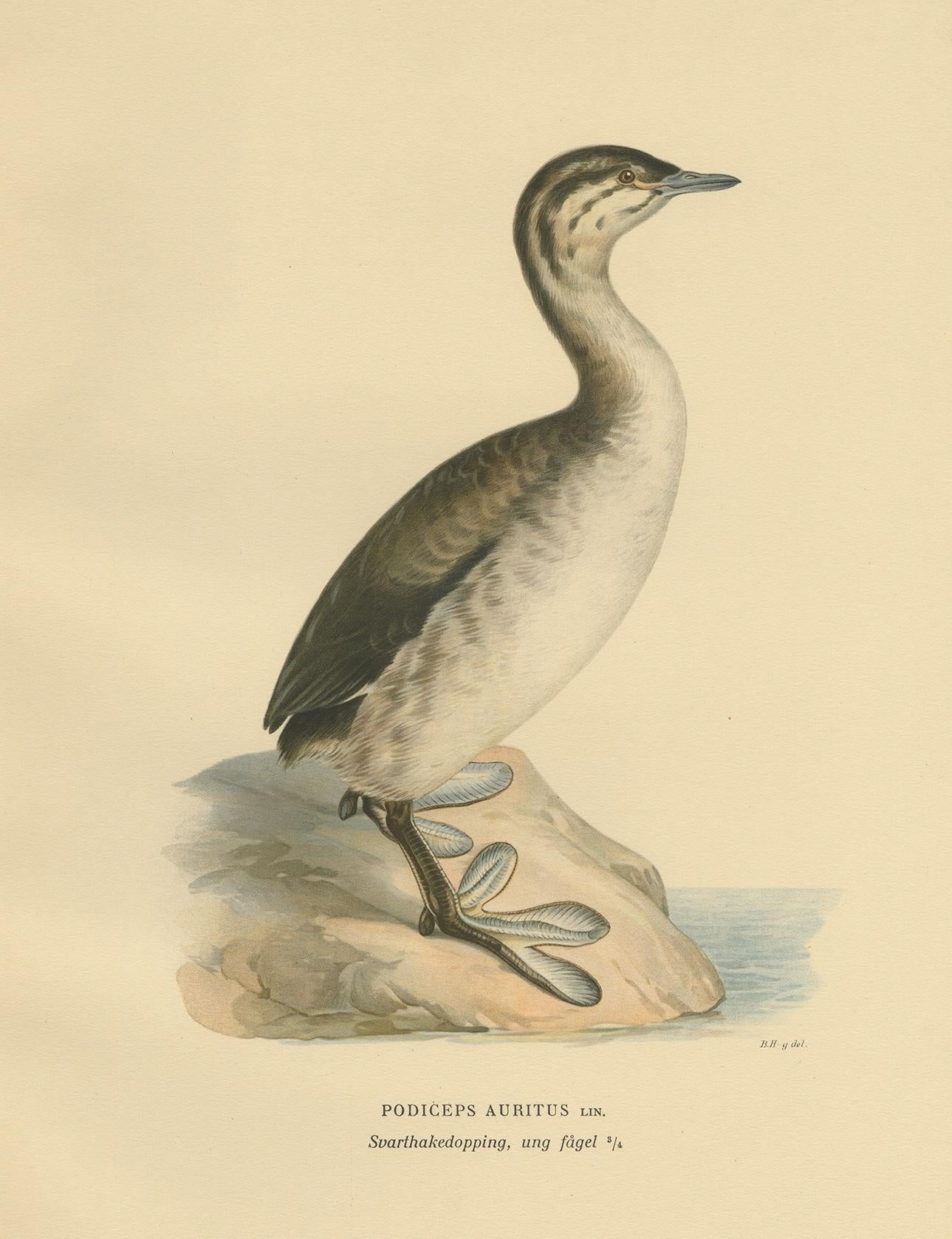 Antique Bird Print of a Young Horned Grebe by Von Wright '1929' In Good Condition For Sale In Langweer, NL