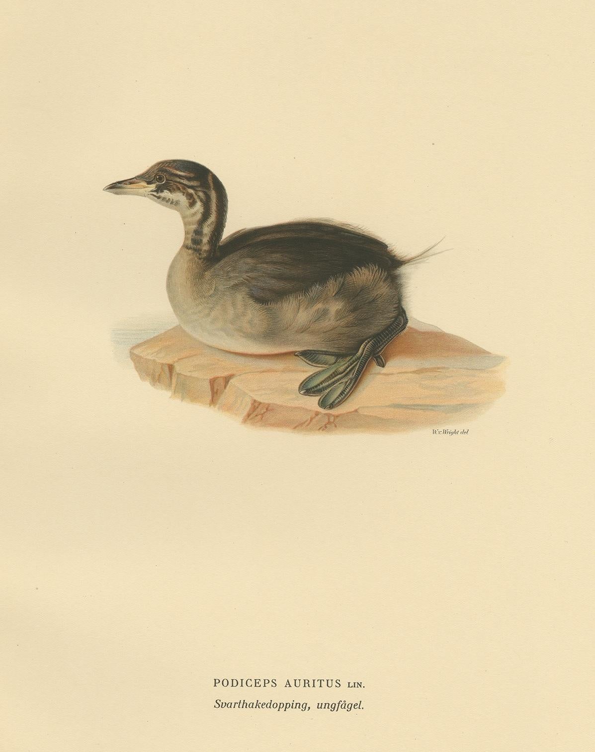 Antique Bird Print of a Young Horned Grebe by Von Wright, 1929 In Good Condition For Sale In Langweer, NL