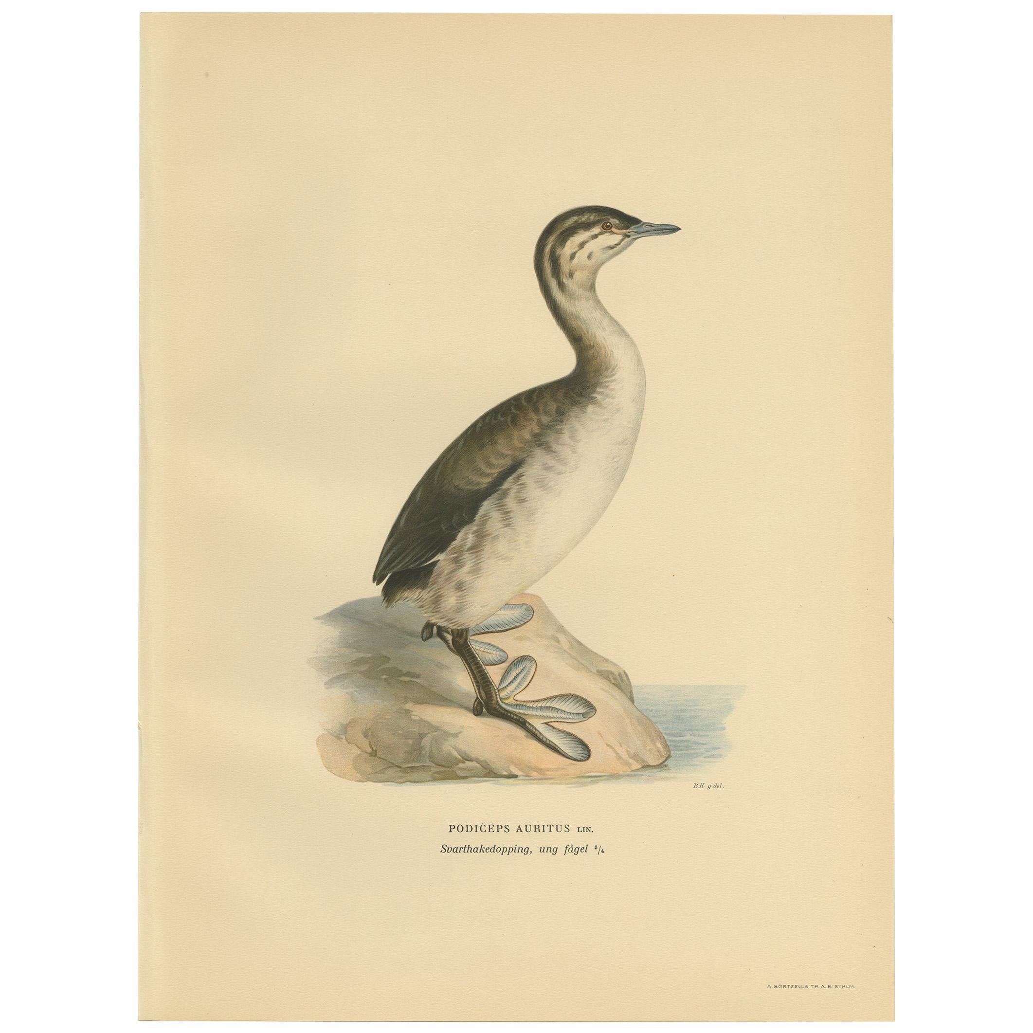 Antique Bird Print of a Young Horned Grebe by Von Wright '1929' For Sale