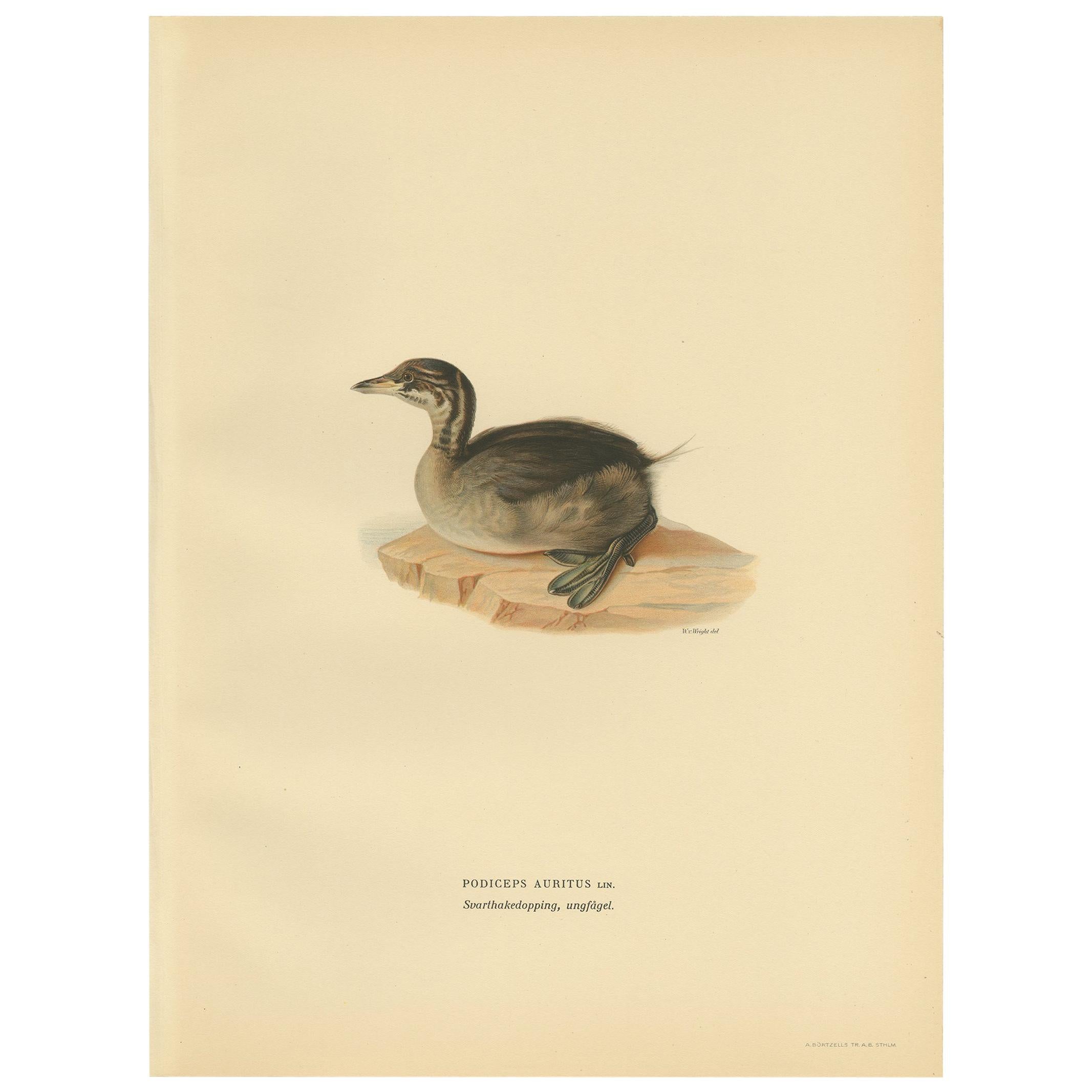 Antique Bird Print of a Young Horned Grebe by Von Wright, 1929 For Sale