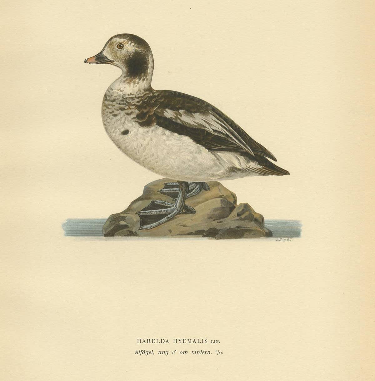 Antique Bird Print of a Young Long-Tailed Duck by Von Wright '1929'
