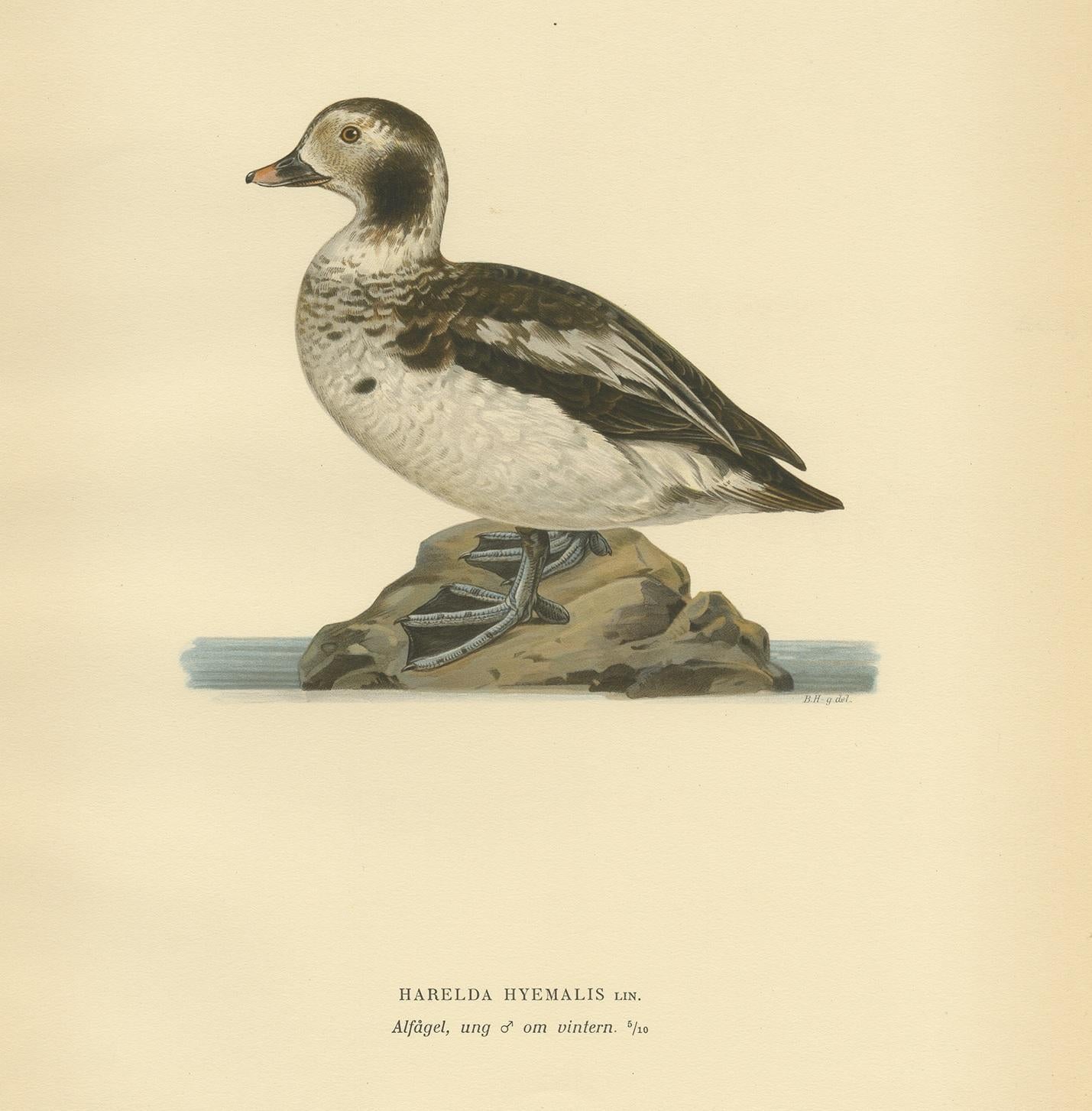 Antique Bird Print of a Young Long-Tailed Duck by Von Wright '1929' In Good Condition For Sale In Langweer, NL