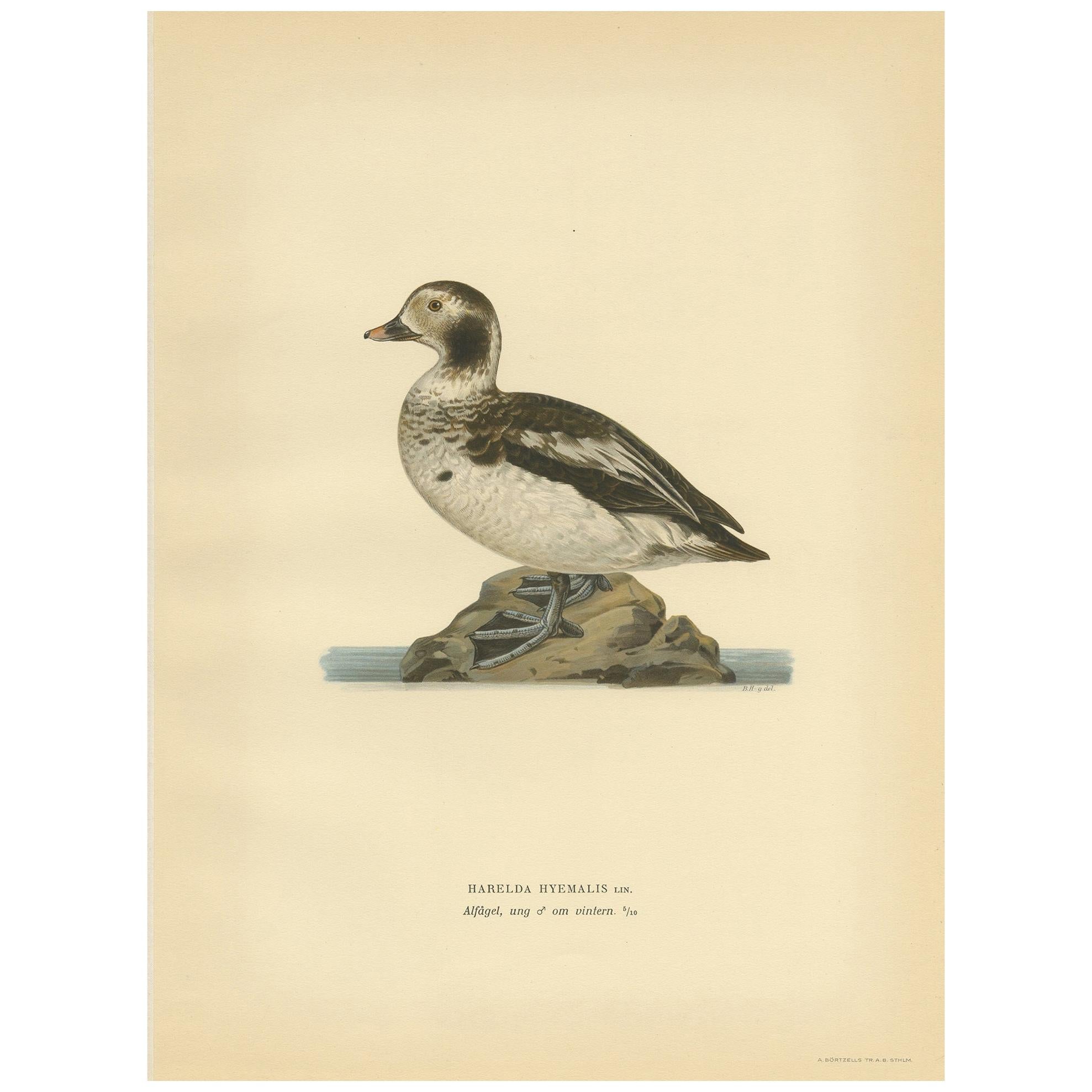 Antique Bird Print of a Young Long-Tailed Duck by Von Wright '1929' For Sale