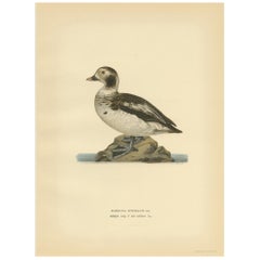 Antique Bird Print of a Young Long-Tailed Duck by Von Wright '1929'