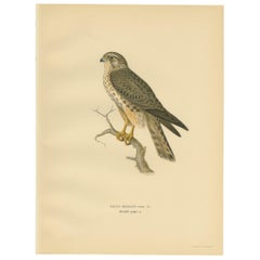 Antique Bird Print of a Young Merlin Falcon by Von Wright 
1929
