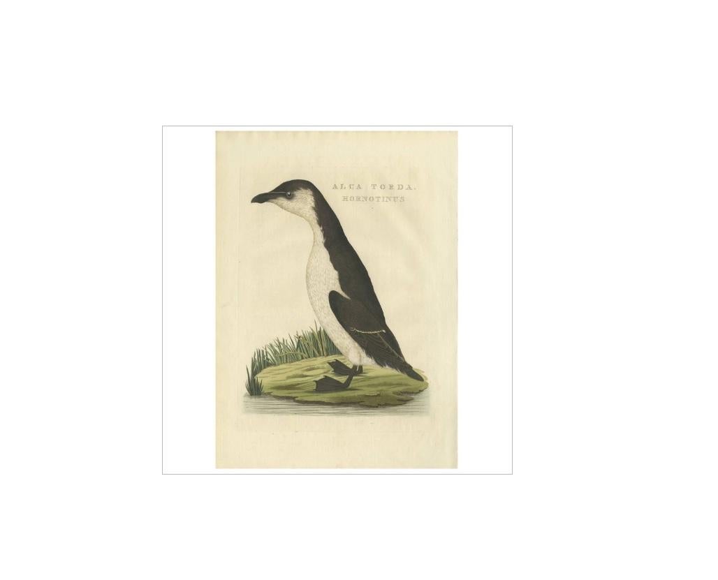 Antique print titled 'Alca Torda Hornotinus'. This print originates from 'Nederlandsche Vogelen; volgens hunne huisdouding, aert, en eigenschappen beschreeven