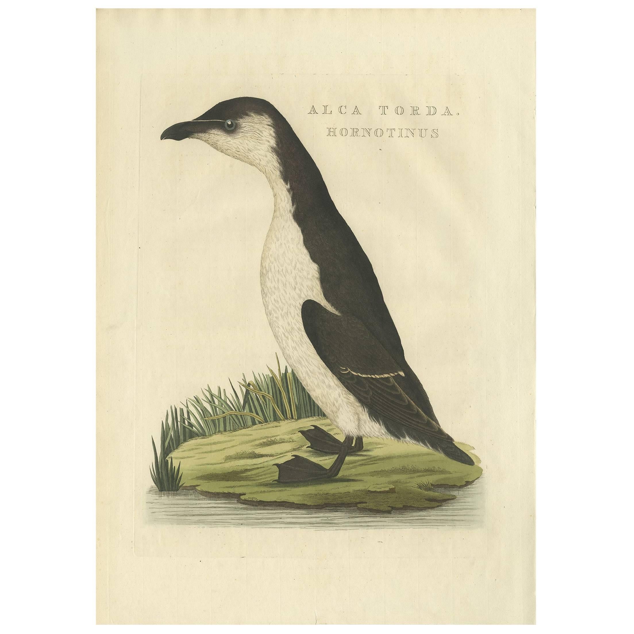 Antique Bird Print of a Young Puffin by Sepp & Nozeman, 1829 For Sale