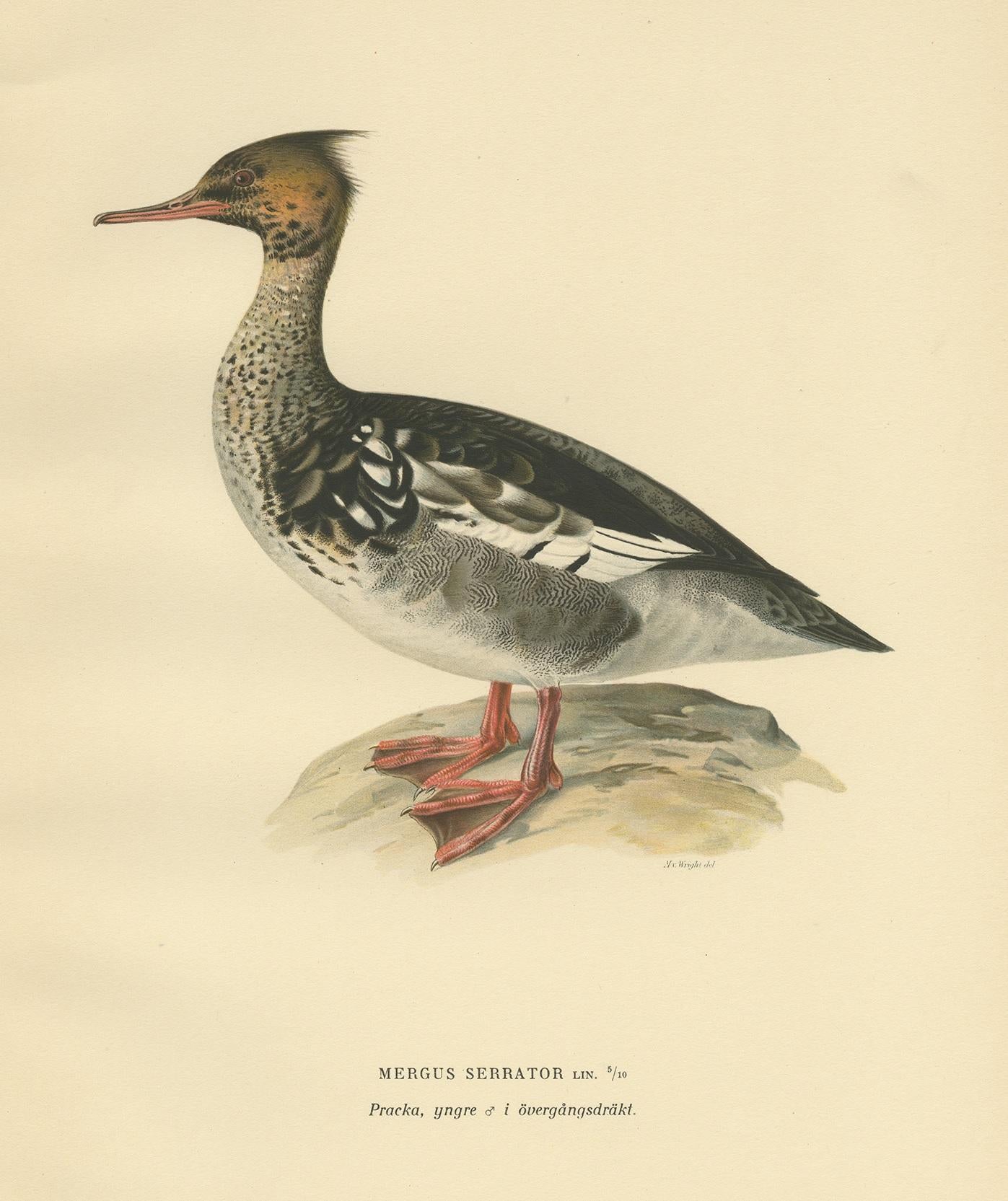 Antique Bird Print of a Young Red-Breasted Merganser by Von Wright '1929' In Good Condition For Sale In Langweer, NL