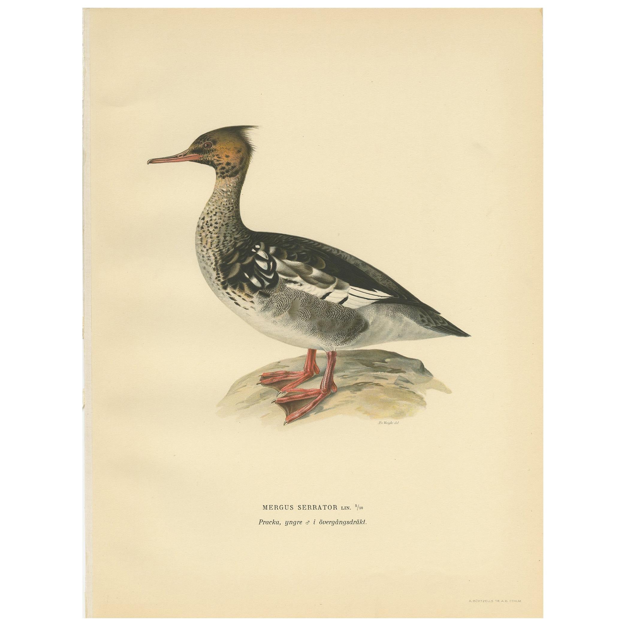Antique Bird Print of a Young Red-Breasted Merganser by Von Wright '1929' For Sale