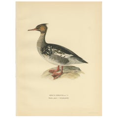 Antique Bird Print of a Young Red-Breasted Merganser by Von Wright '1929'