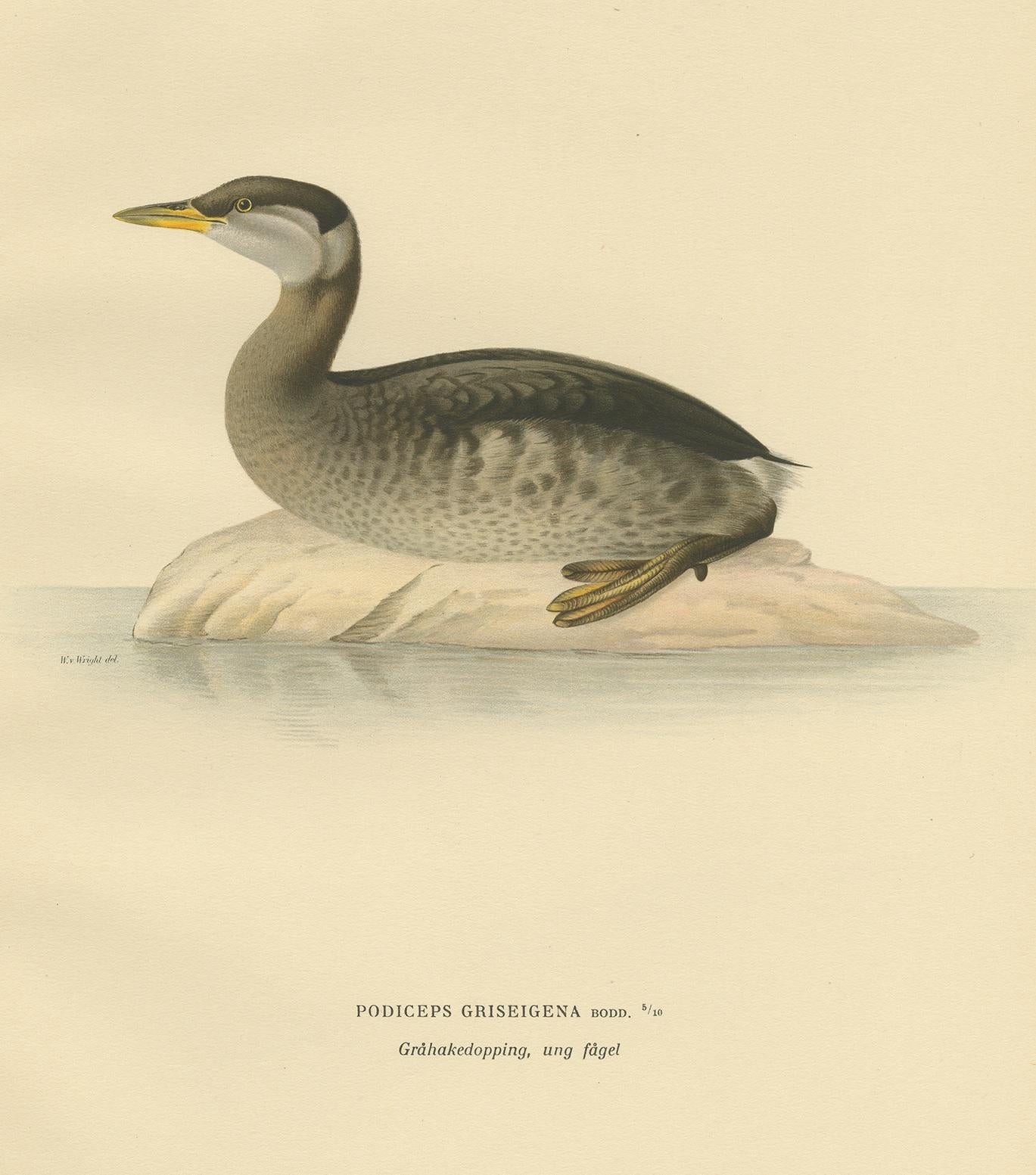 Impression ancienne d'oiseau intitulée 'Podiceps Griseigena'. Ancienne gravure d'oiseaux représentant un jeune grèbe jougris. Cette gravure provient de 
