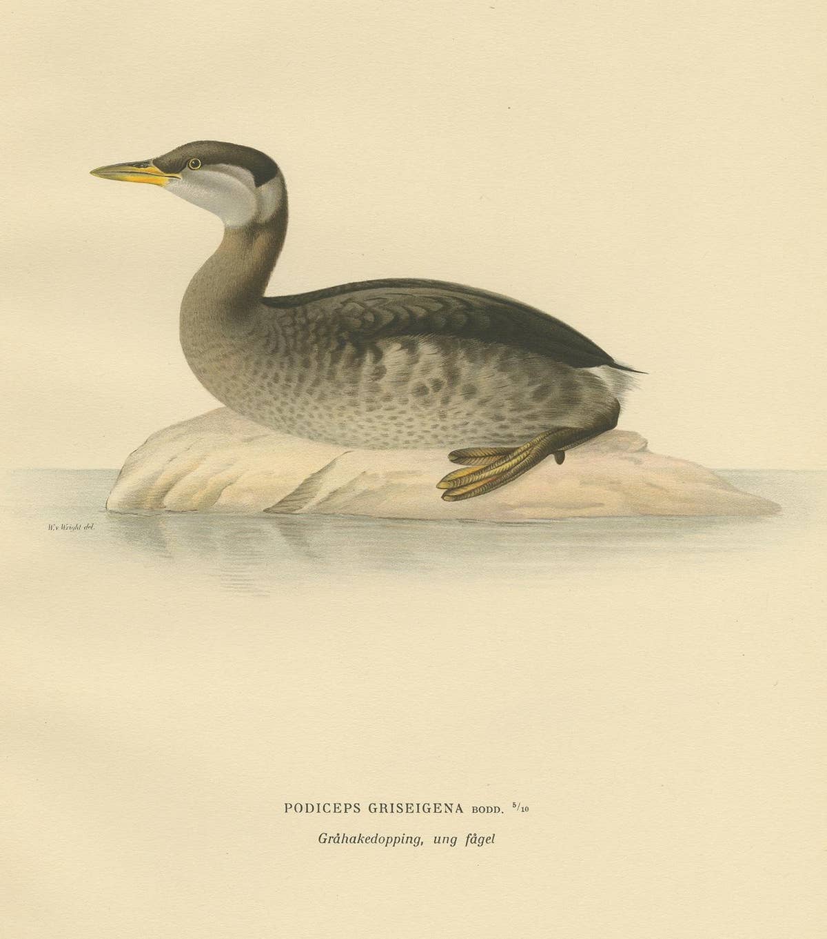 Antique Bird Print of a Young Red-Necked Grebe by Von Wright, 1929