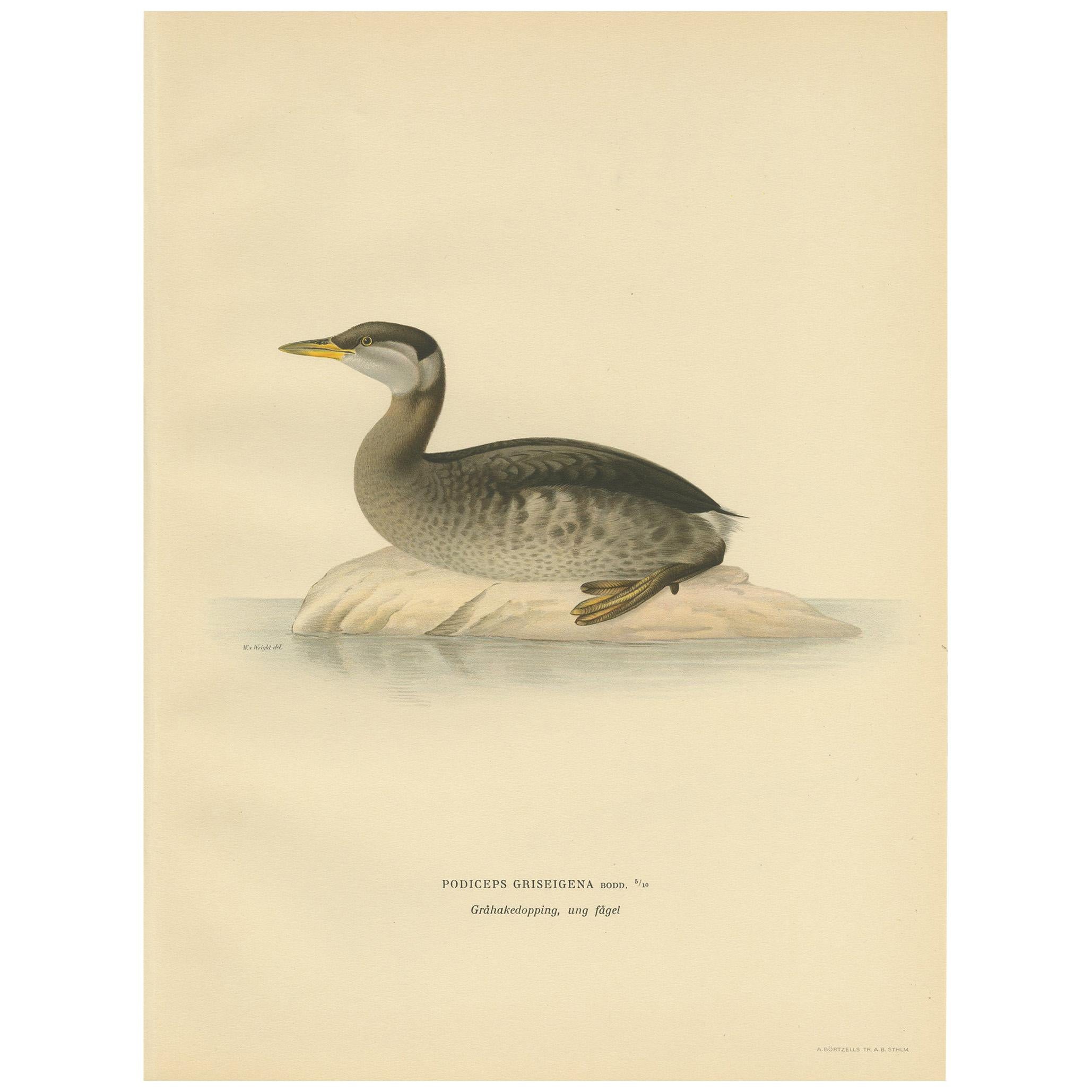 Antique Bird Print of a Young Red-Necked Grebe by Von Wright, 1929 For Sale