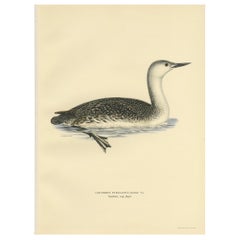 Antique Bird Print of a Young Red-Throated Loon by Von Wright, 1929