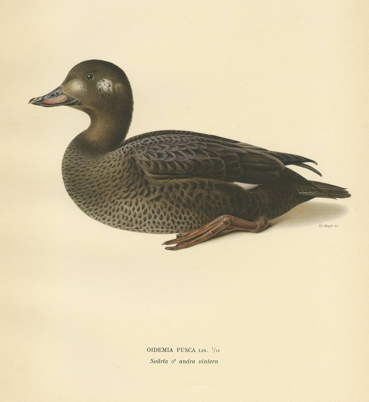 Antique Bird Print of a Young Velvet Scoter by Von Wright '1929'
