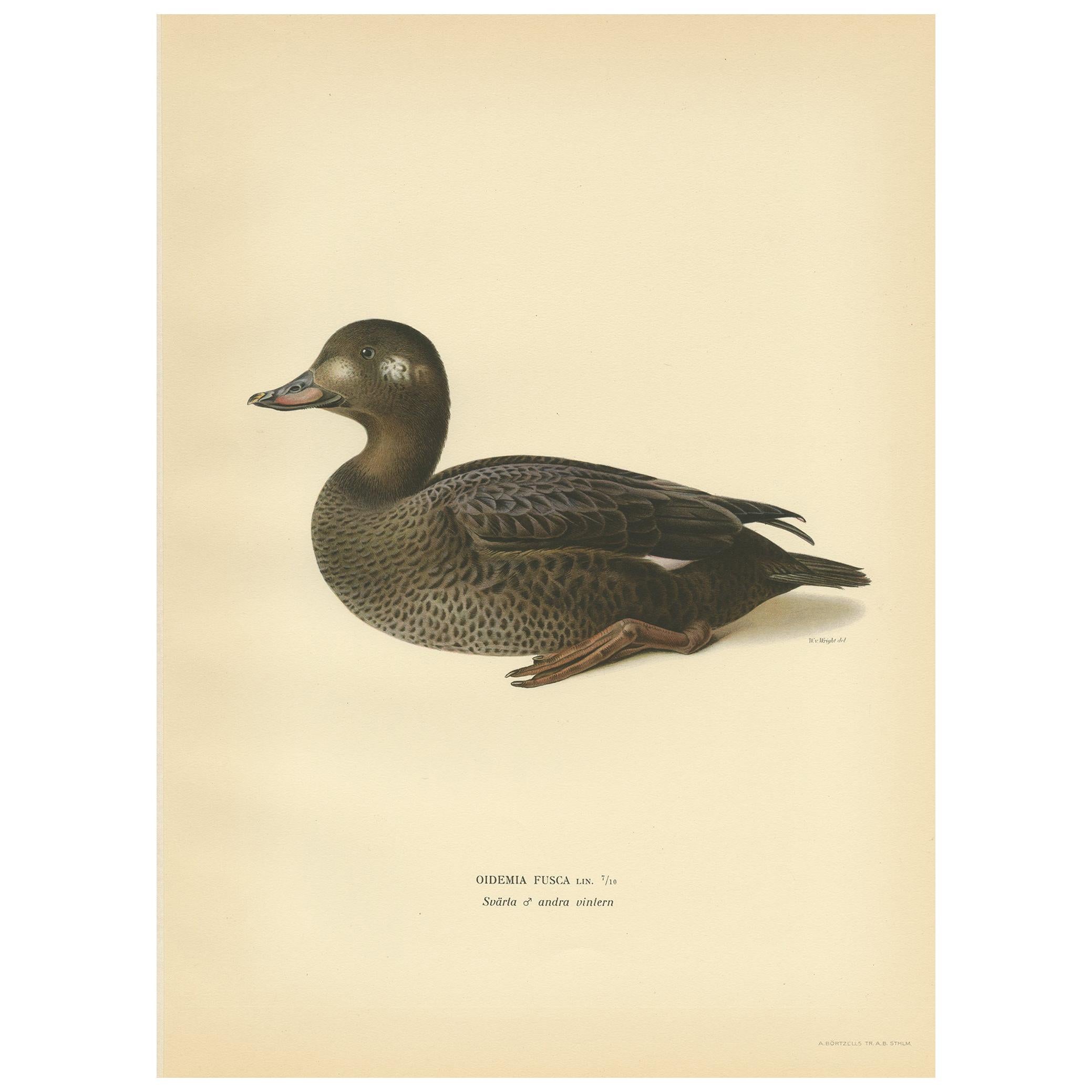 Antique Bird Print of a Young Velvet Scoter by Von Wright '1929'