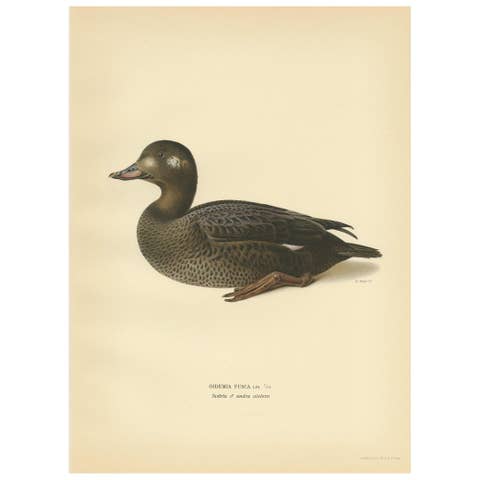 Antique Bird Print of a Young Velvet Scoter by Von Wright '1929'