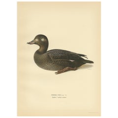 Used Bird Print of a Young Velvet Scoter by Von Wright '1929'