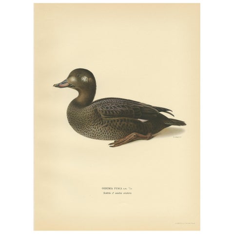 Antique Bird Print of a Young Velvet Scoter by Von Wright '1929'