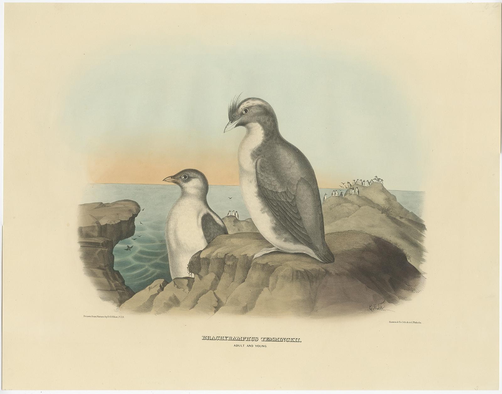 Antique bird print titled 'Brachyramphus Temminckii'. 

Old bird print depicting an adult and young Temminck's Auk. This print originates from 'The new and heretofore unfigured species of the birds of North America', published 1866-1869.

This