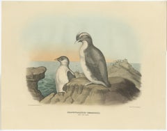 Spectacular Antique Bird Print of an Adult and Young Temminck's Auk, 1869