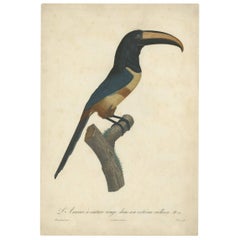Antique Bird Print of an Aracari Toucan by J. Barraband, circa 1805