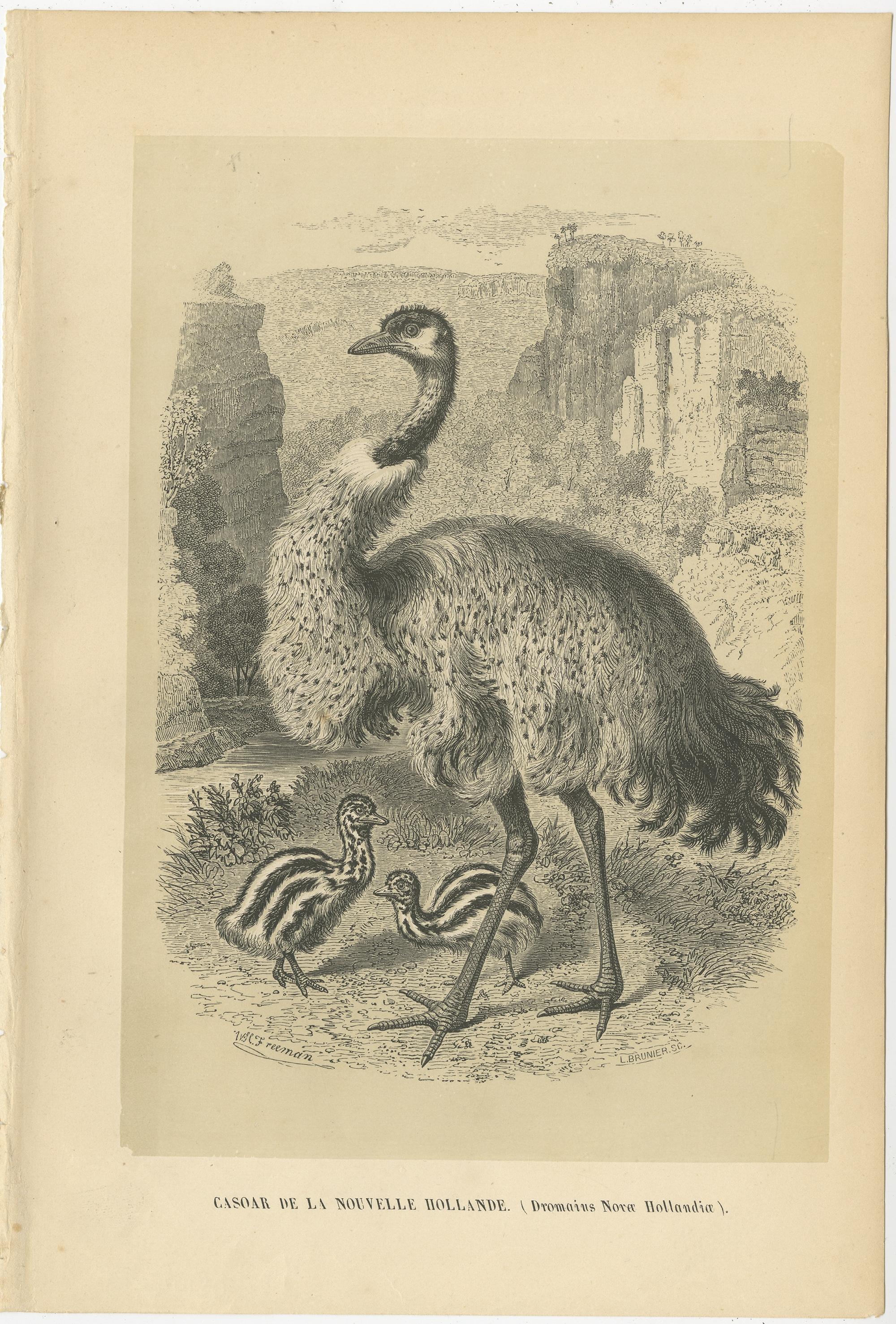 Antique bird print titled 'Casoar de la Nouvelle Hollande'. 

Original print of an Emu. This print originates from 'Histoire Naturelle des Oiseaux' by M. Emm. le Maout. Published 1853.

Artists and Engravers: Jean-Emmanuel-Marie Le Maout (29