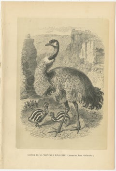 Antique Bird Print of an Australian Emu, 1853