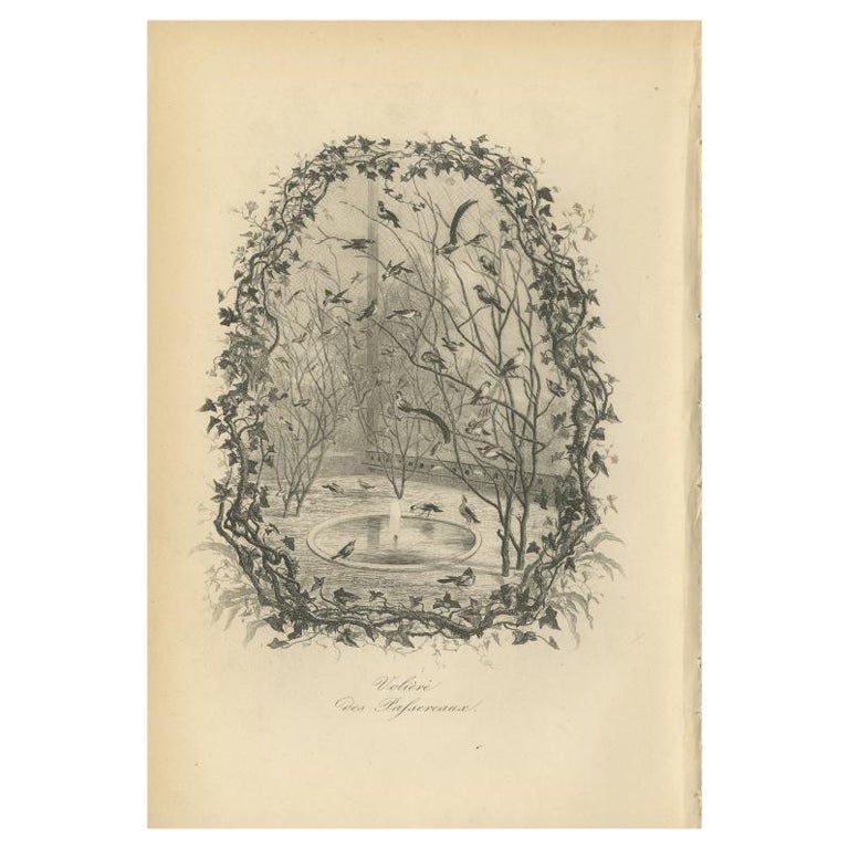 Impression ancienne d'oiseau d'aviation avec divers oiseaux par Le Maout, 1853 en vente