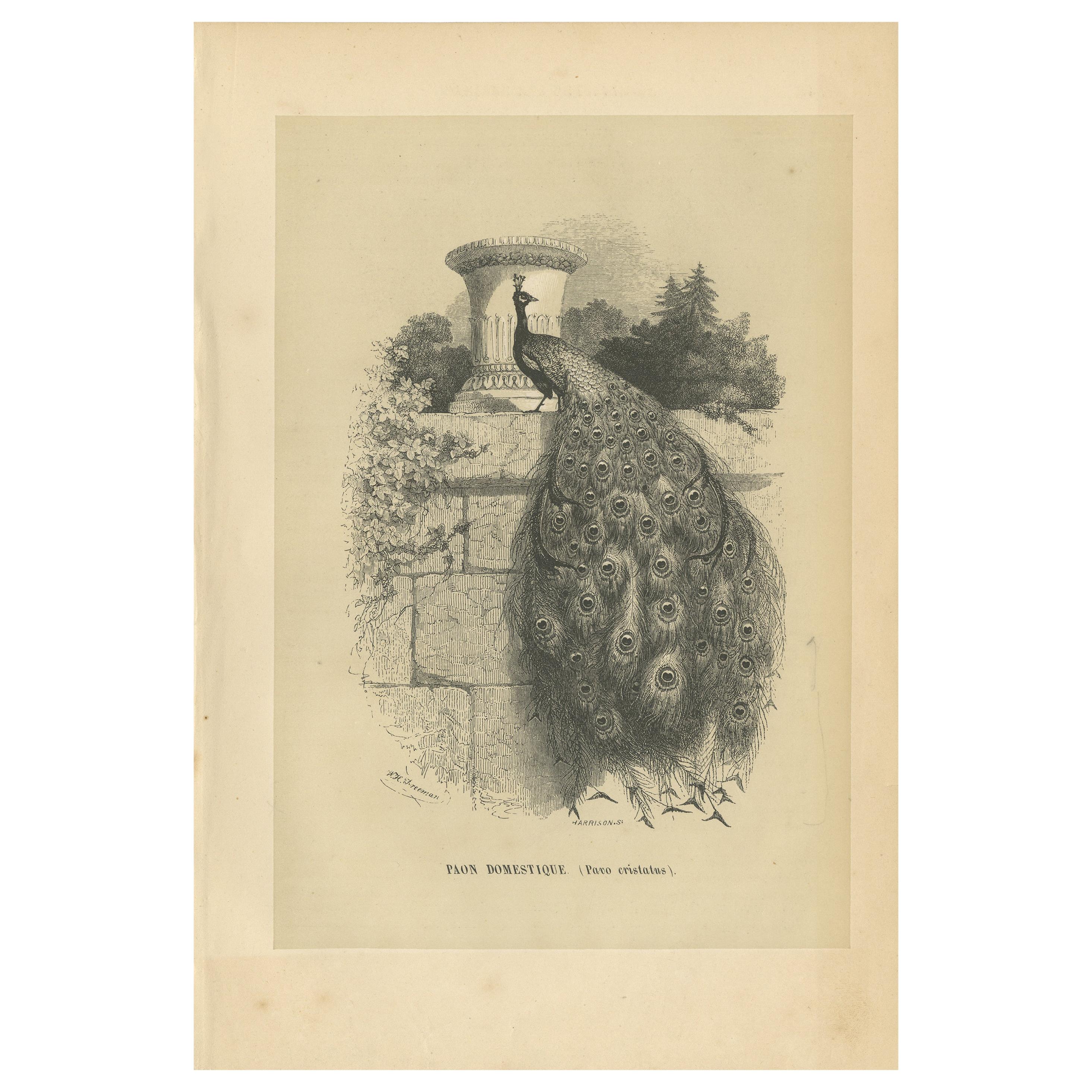 Impression ancienne d'un paon indien en forme de hibou, 1853