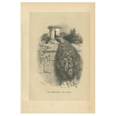 Antiker antiker Vogeldruck eines indischen Pfauenschaufels, 1853