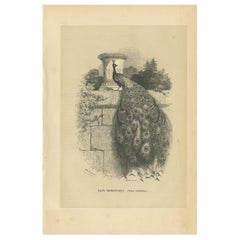 Stampa antica di un uccello indiano, 1853