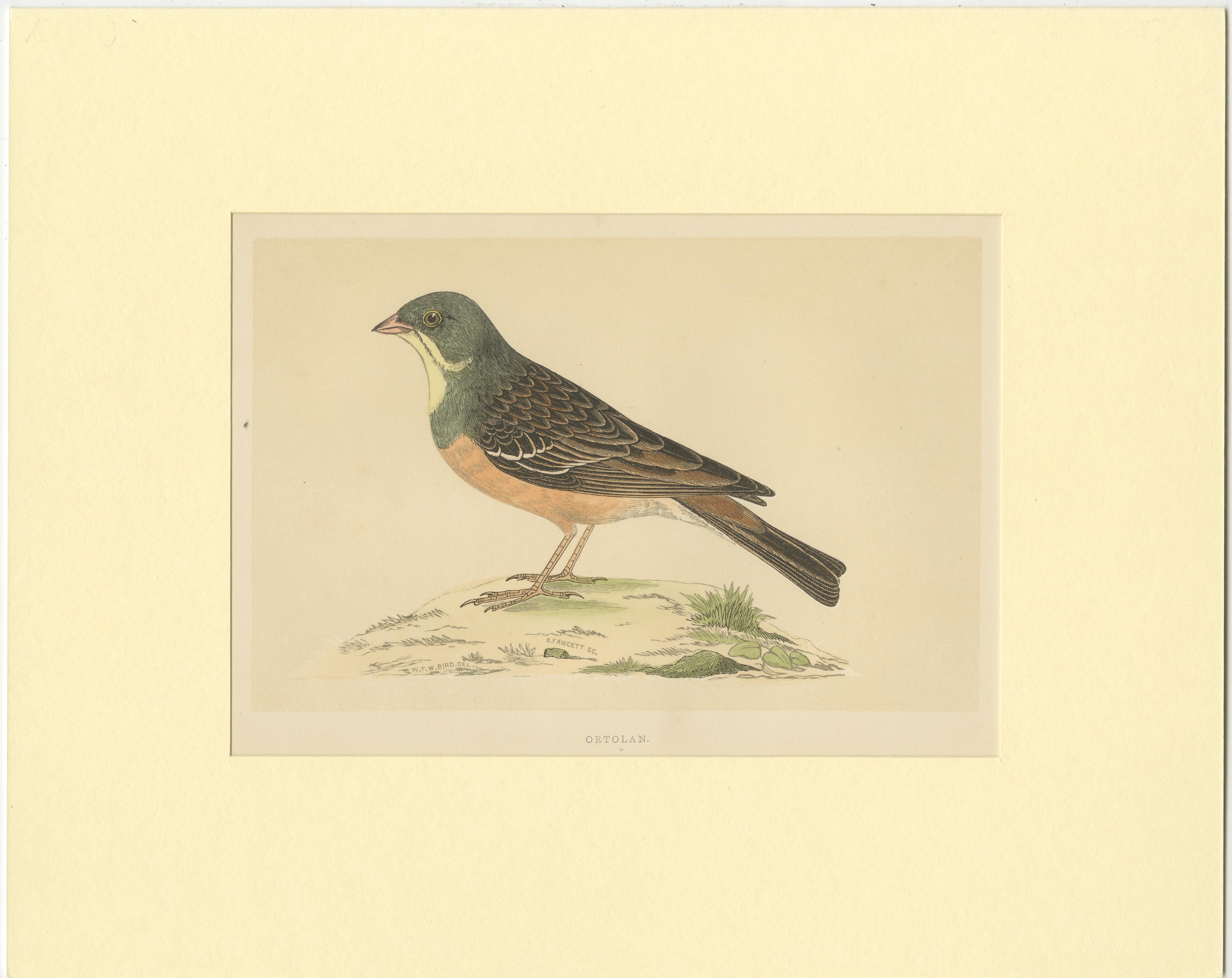 Original antique bird print of an ortolan. This print originates from 