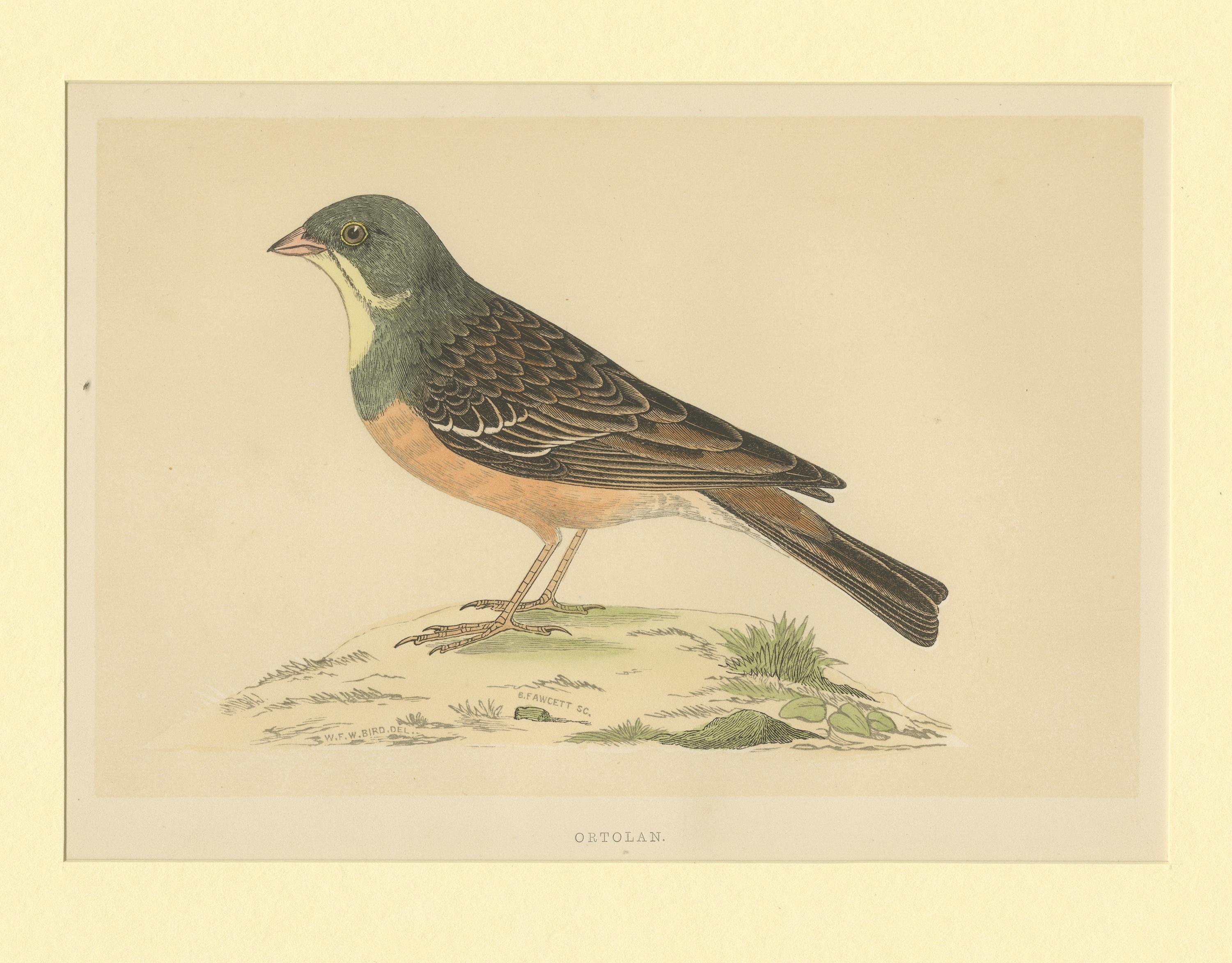 Impression d'oiseaux anciens d'Orolan Bon état - En vente à Langweer, NL