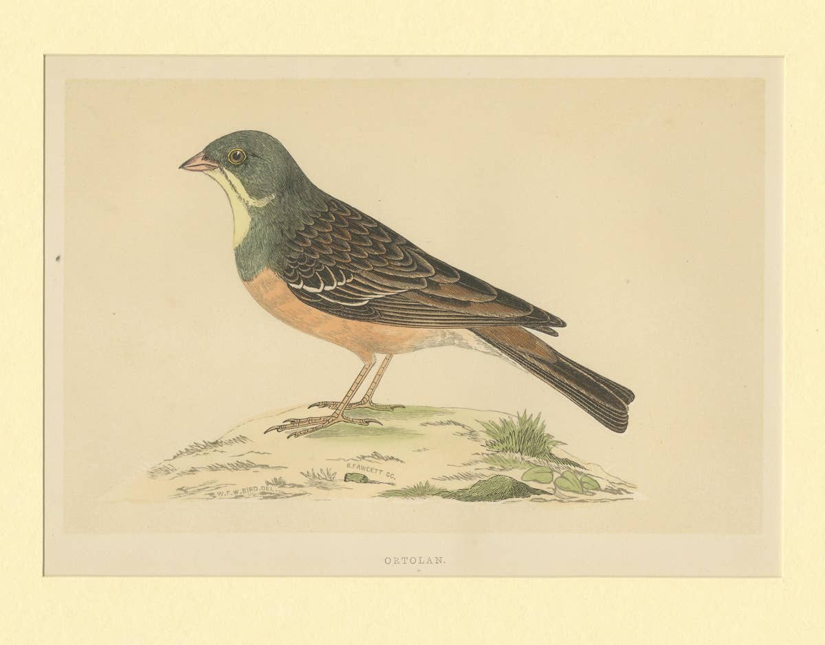 Antique Bird Print of Ortolan