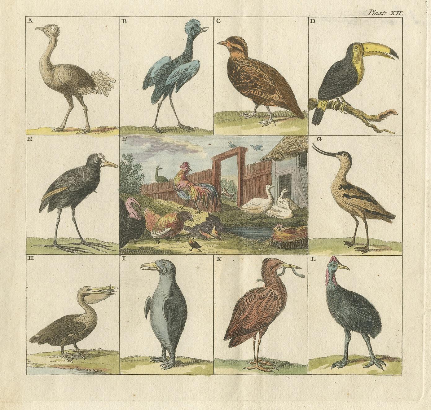 Antique bird print of the A) ostrich B) crowned-crane C) partridge (?) D) toucan E) ? F) goose, rooster etc. G) charadriiformes species H) pelican I) penguin K) bittern L) cassowary. 

This print originates from 'Aanhangsel tot de vier deelen van