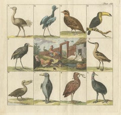 Antique Bird Print of an Ostrich, Toucan, Pelican and Other Birds, 1808