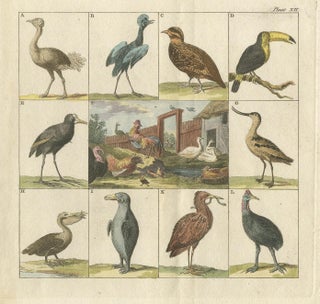 Antique Bird Print of an Ostrich, Toucan, Pelican and Other Birds, 1808, view 2