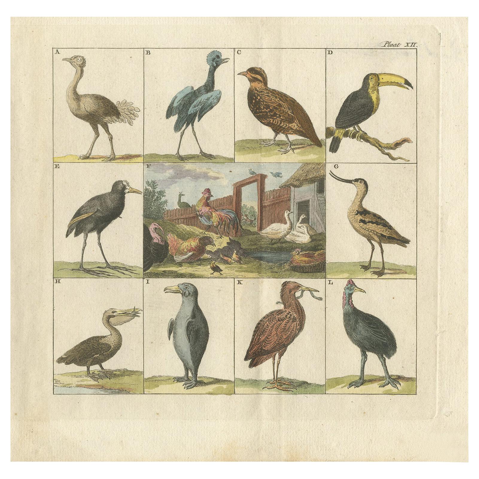 Stampa antica di uccelli con struzzo, tucano, pellicano e altri uccelli, 1808