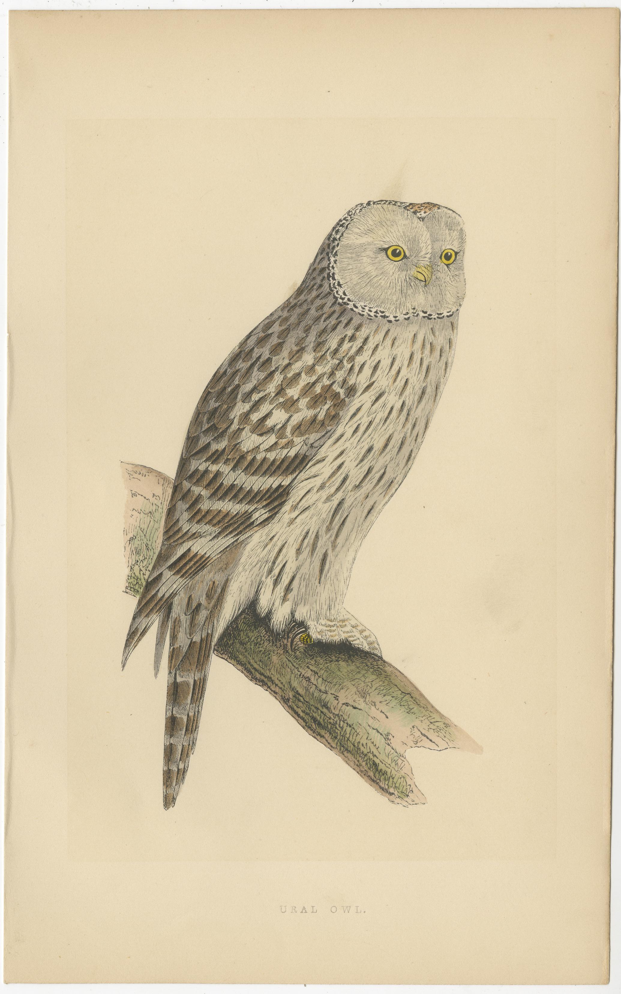 Antique bird print titled 'Ural Owl'. Original old bird print of an ural owl. This print originates from 'A history of the birds of Europe, not observed in the British Isles' by Charles Robert Bree and Benjamin Fawcett. Published circa 1860.