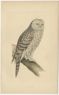 Antique Bird Print of an Ural Owl