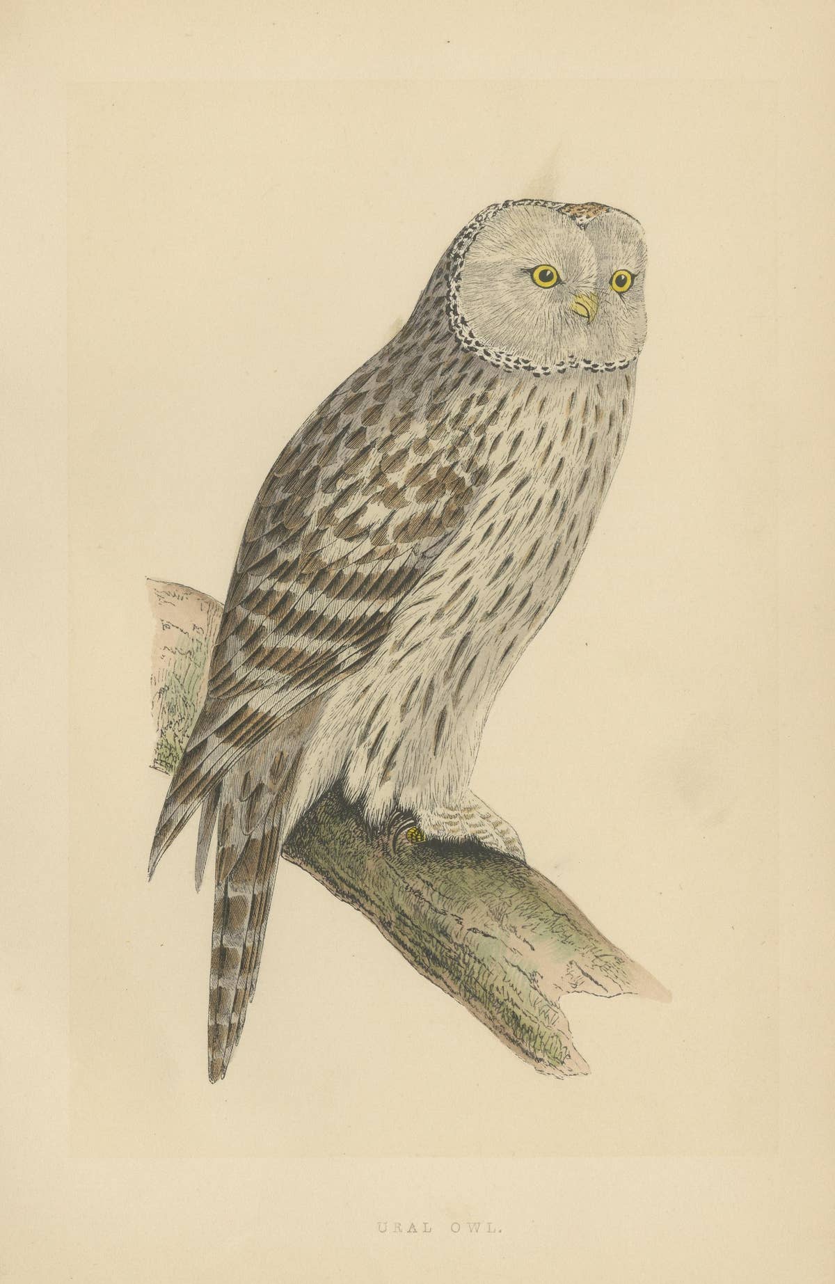 Antique Bird Print of an Ural Owl