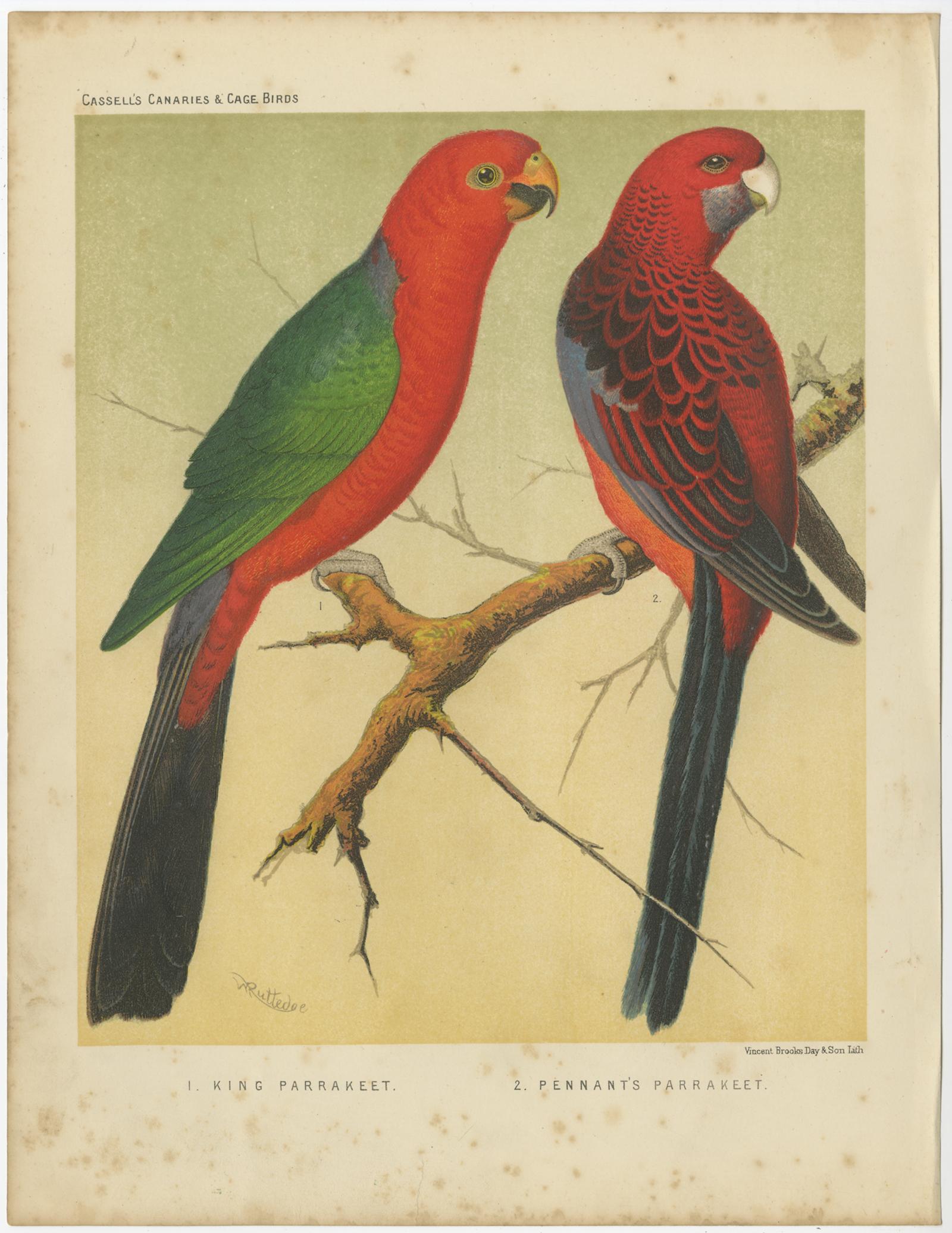 Antique Bird Print of Australian King Parrot, Crimson Rosellas, circa 1880 at 1stDibs antique