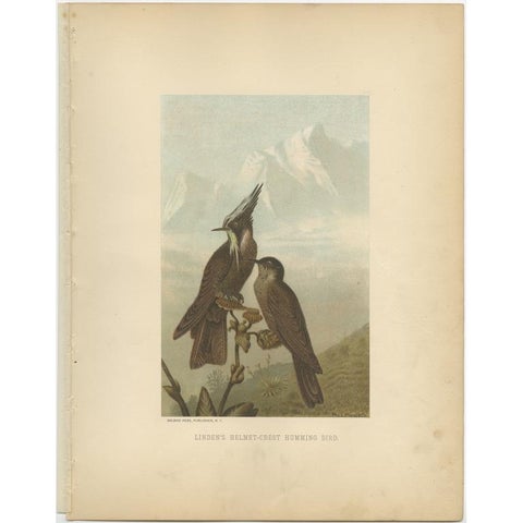 Antique Bird Print of Bearded Helmetcrests by Prang, 1898