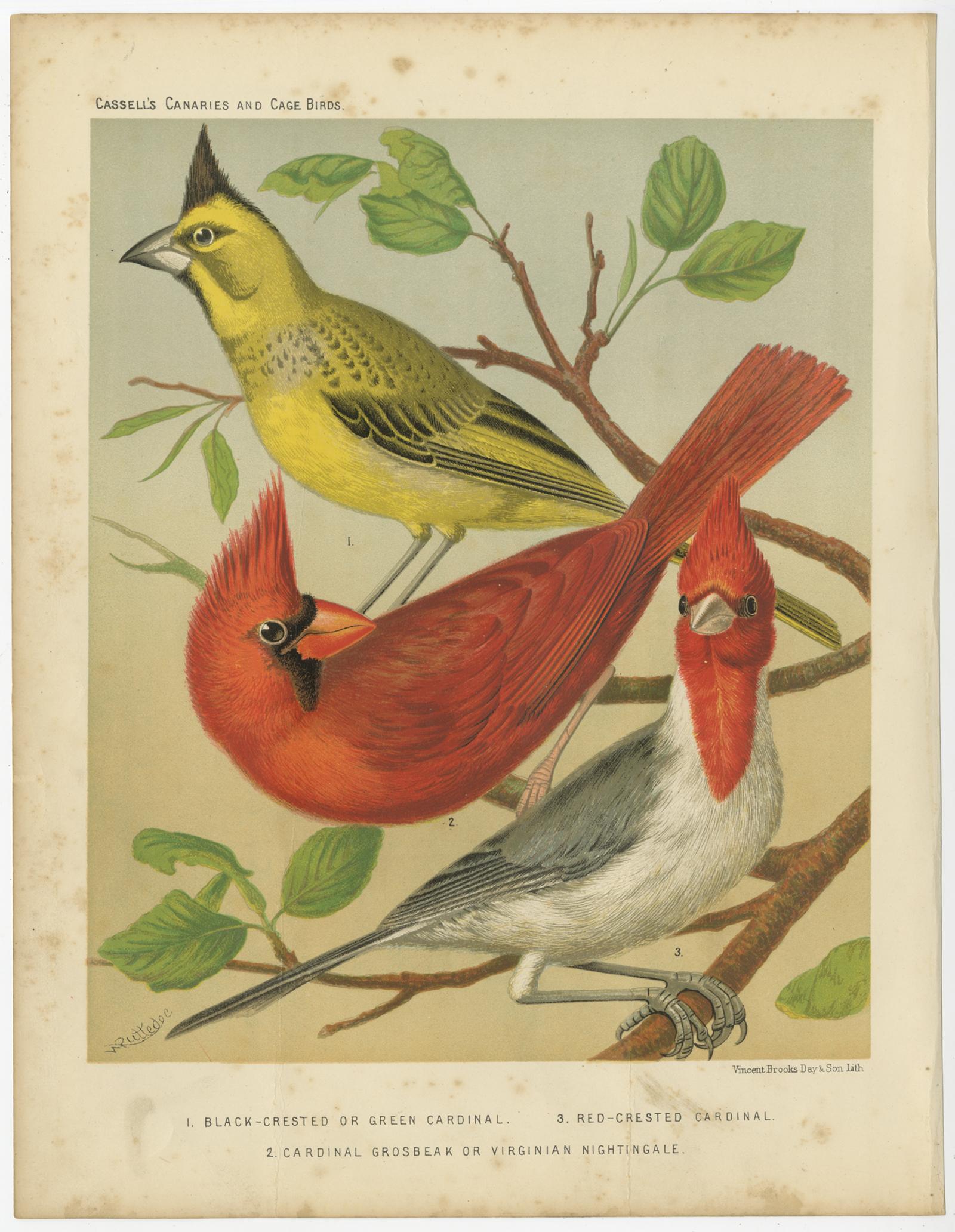 Antique bird print titled '1. Black-crested or green cardinal. 2. Red-crested cardinal. 3. Cardinal grosbeak or virginian nightinggale.' Old bird print depicting the black-crested or green cardinal, red-crested cardinal, cardinal grosbeak. This