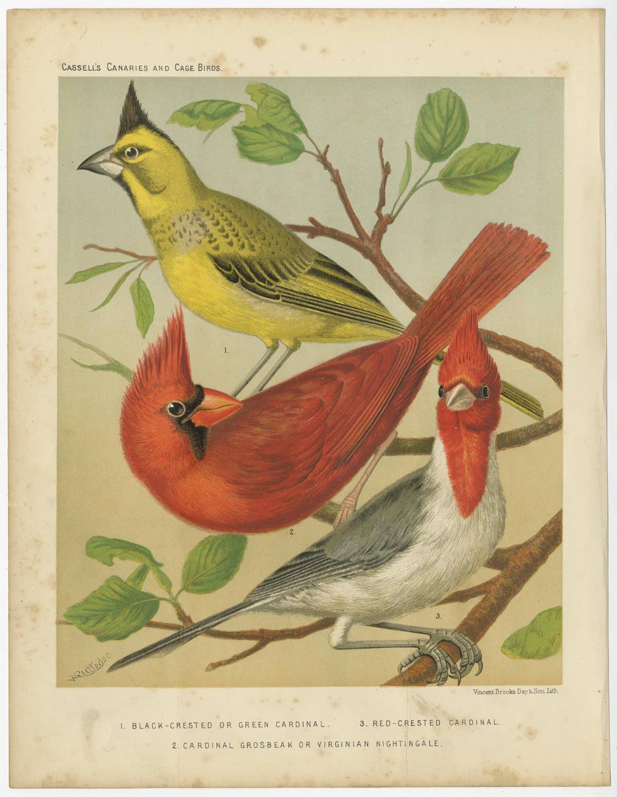 Antique Bird Print of Black-Crested, Red-Crested Cardinal, Cardinal Grosbeak