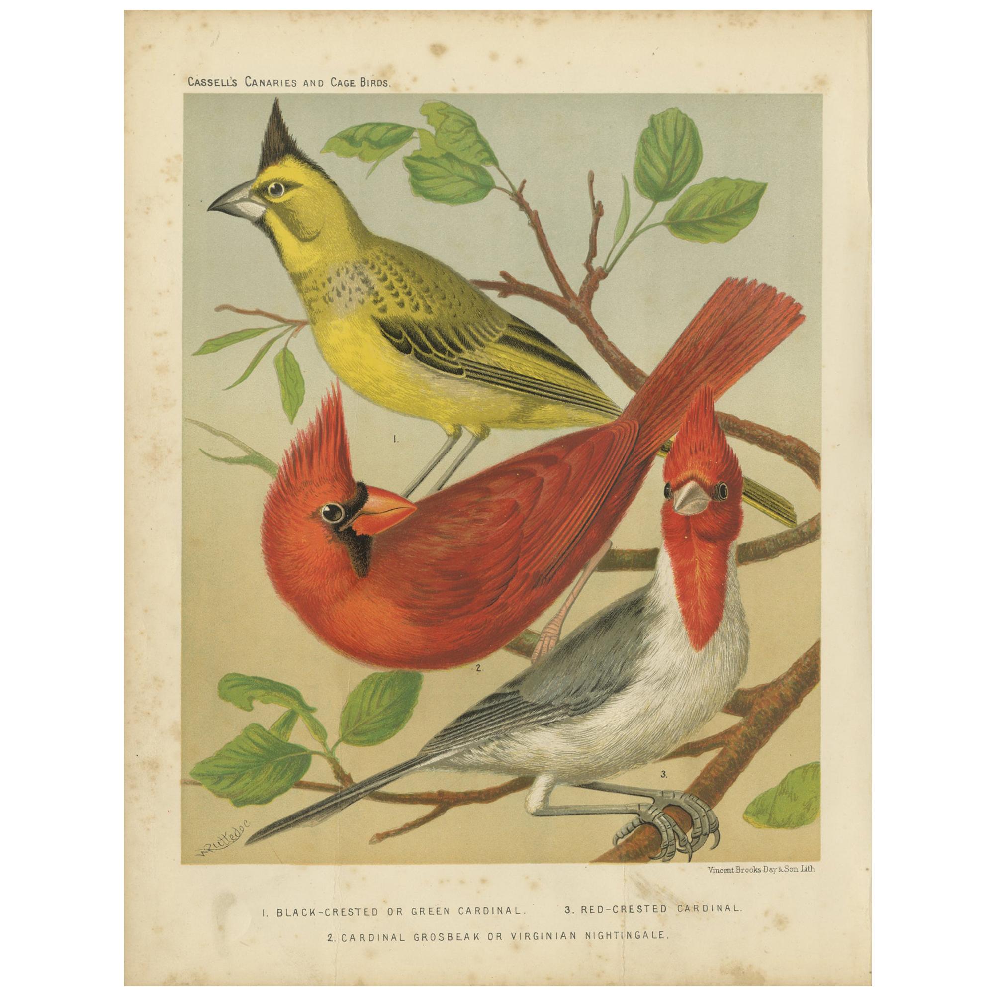 Antique Bird Print of Black-Crested, Red-Crested Cardinal, Cardinal Grosbeak For Sale